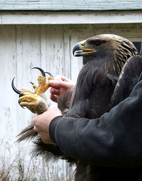 Name:  goldeneagletalons.jpg
Views: 2929
Size:  72.6 KB