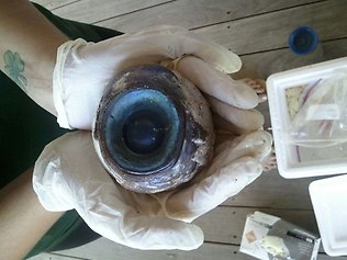 Name:  giant-eyeball.jpg
Views: 3484
Size:  20.1 KB