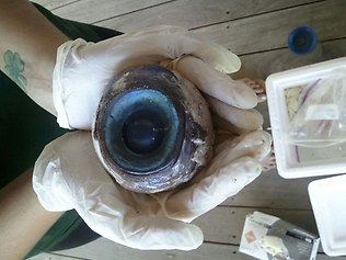 Name:  giant-eyeball.jpg
Views: 3040
Size:  20.1 KB