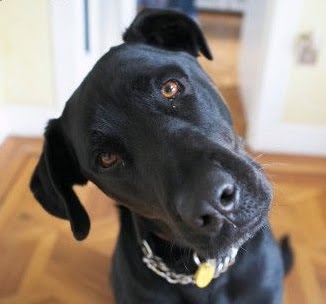 Name:  Confused_dog.jpg
Views: 1661
Size:  14.9 KB