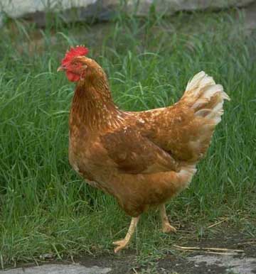 Name:  chicken.jpg
Views: 2250
Size:  25.2 KB