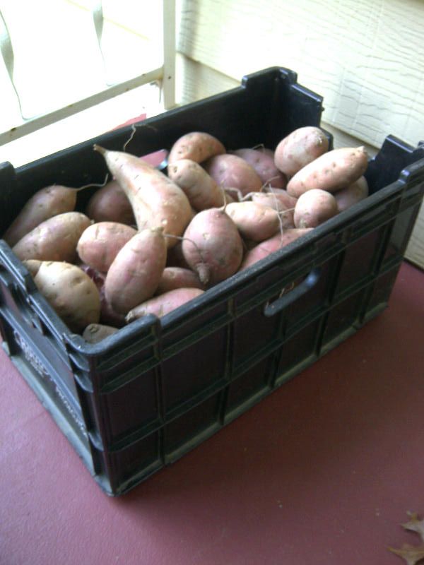 Name:  sweet potatoes.jpg
Views: 266
Size:  50.8 KB