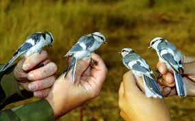 Name:  4tits.jpg
Views: 345
Size:  9.0 KB