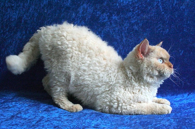 Name:  Selkirk Rex.jpg
Views: 951
Size:  138.7 KB
