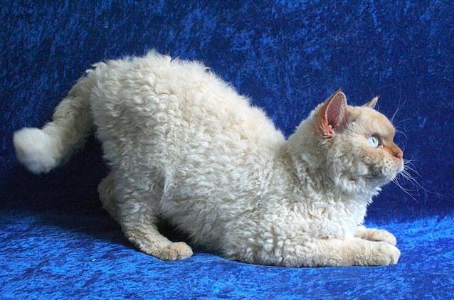 Name:  Selkirk Rex.jpg
Views: 703
Size:  138.7 KB