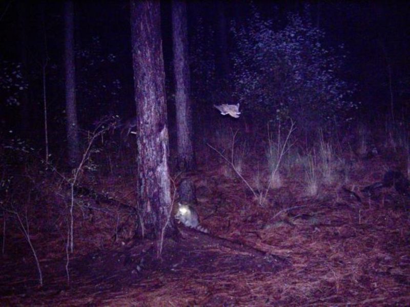 Name:  Flying Squirrel.jpg
Views: 207
Size:  74.7 KB
