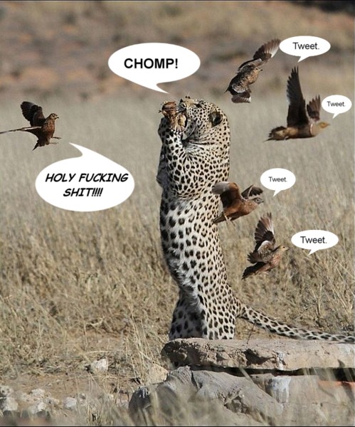 Name:  caughtinmidair.jpg
Views: 1055
Size:  99.0 KB