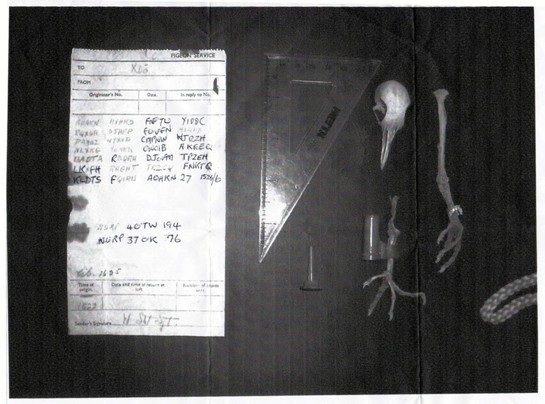 Name:  Pigeon.jpg
Views: 471
Size:  78.7 KB