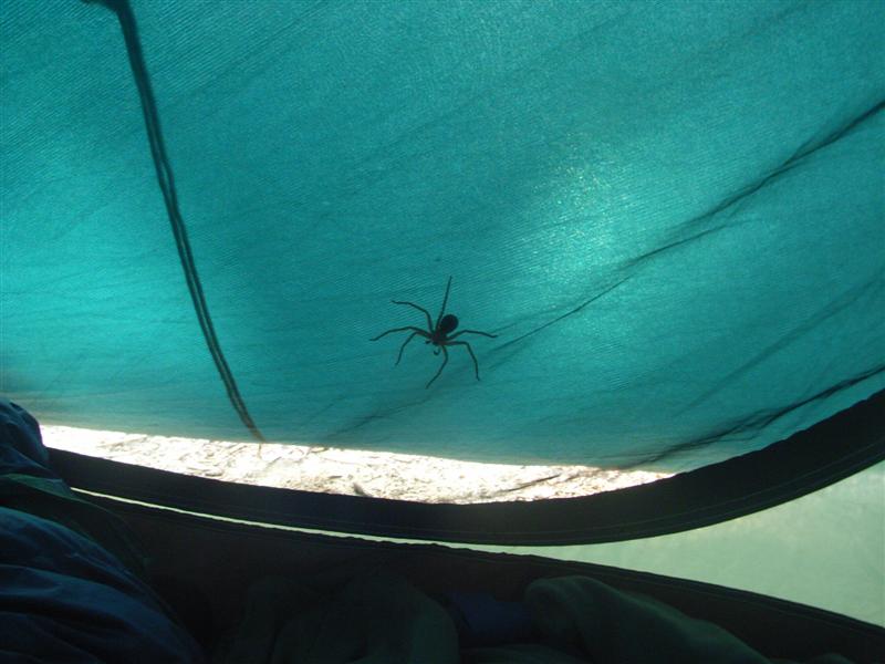 Name:  Spider.jpg
Views: 274
Size:  61.0 KB