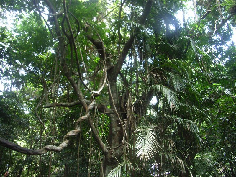 Name:  Vines.JPG
Views: 264
Size:  149.5 KB