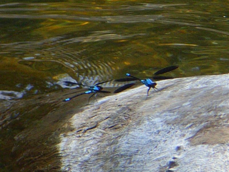 Name:  Dragon flies.JPG
Views: 233
Size:  77.0 KB