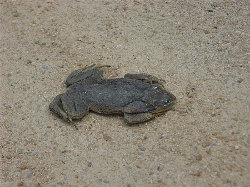 Name:  Flat toad.jpg
Views: 225
Size:  96.7 KB