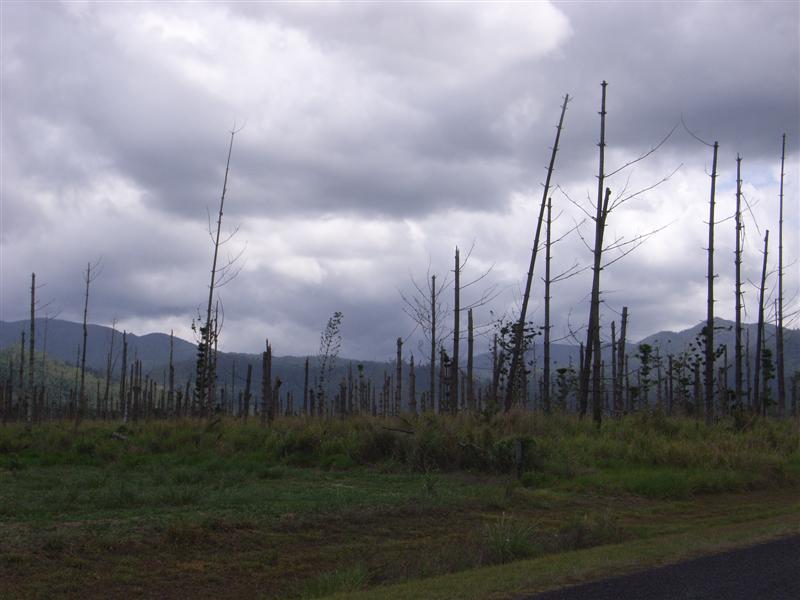 Name:  Yasi trees.JPG
Views: 243
Size:  56.9 KB