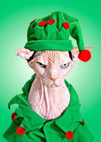 Name:  grinchCat.jpg
Views: 738
Size:  21.8 KB