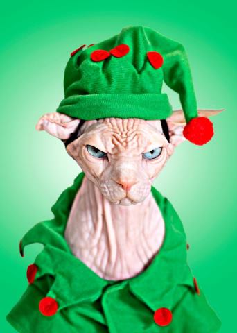 Name:  grinchCat.jpg
Views: 689
Size:  21.8 KB