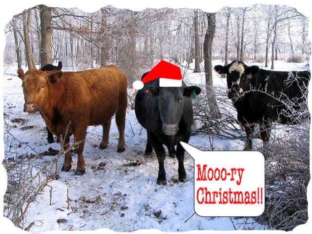 Name:  mooryxmas2.jpg
Views: 524
Size:  83.1 KB