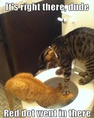 Name:  toilet cat.jpg
Views: 705
Size:  30.0 KB