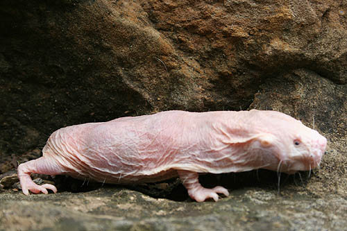 Name:  20071026pets_naked_mole_rats_006_500.jpg
Views: 266
Size:  43.4 KB