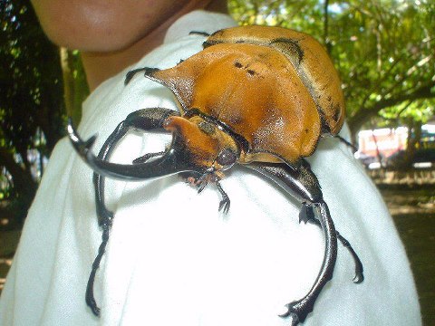 Name:  beetle.jpg
Views: 15130
Size:  46.0 KB