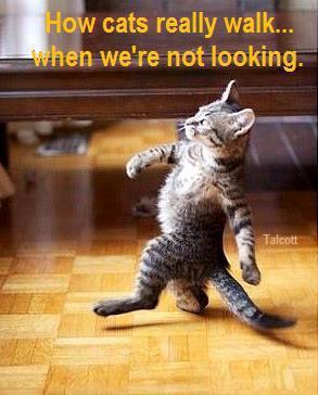 Name:  catwalk.jpg
Views: 484
Size:  21.7 KB