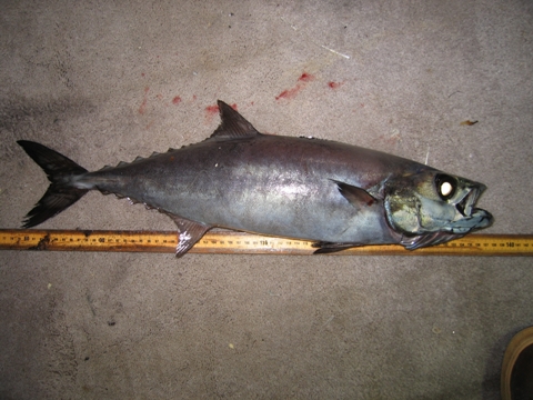 Name:  escolar0610.jpg
Views: 377
Size:  153.4 KB