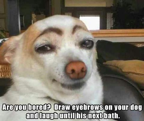 Name:  loldog.jpg
Views: 589
Size:  27.6 KB