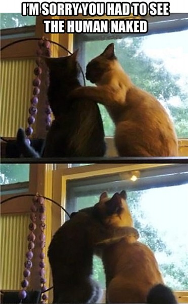 Name:  traumatic-experience-cat.jpg
Views: 546
Size:  55.8 KB