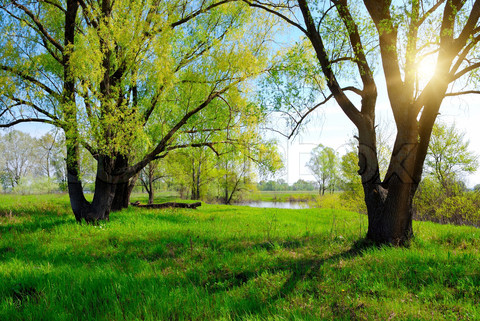 Name:  2272016-269999-green-spring-tree-and-sun.jpg
Views: 840
Size:  116.2 KB
