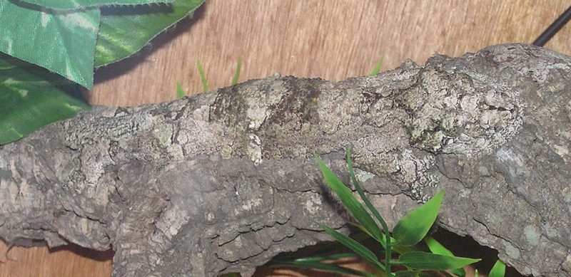 Name:  Gekkoninae_Uroplatus_sikorae_camouflage_horiza.jpg
Views: 2529
Size:  88.0 KB