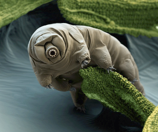 Name:  tardigrade.gif
Views: 8849
Size:  133.4 KB