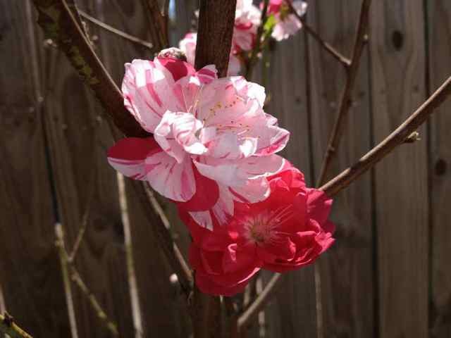Name:  ImageUploadedByTapatalk1363382778.871930.jpg
Views: 230
Size:  39.7 KB
