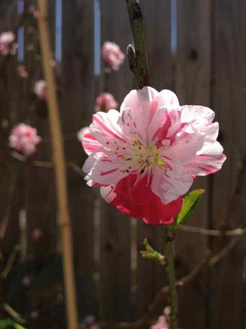 Name:  ImageUploadedByTapatalk1363382807.558614.jpg
Views: 224
Size:  32.9 KB