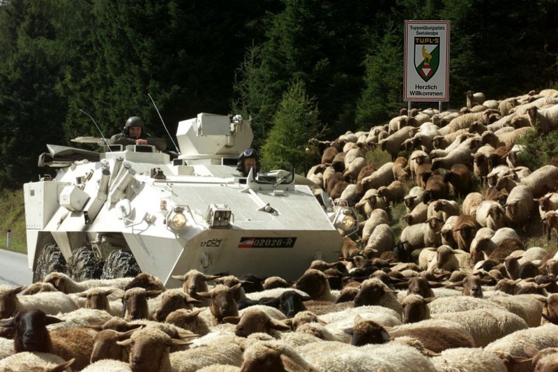 Name:  armoredsheepcrossing.jpg
Views: 475
Size:  141.5 KB