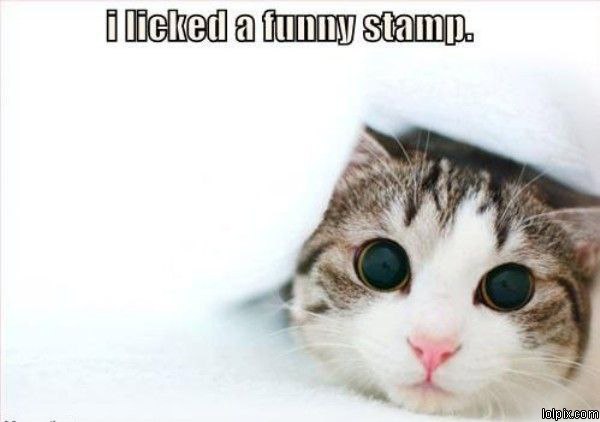 Name:  stamp.jpg
Views: 473
Size:  32.2 KB