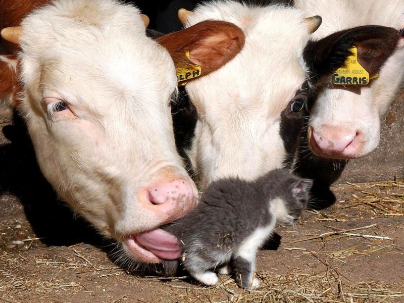 Name:  cowslickingkitty.jpg
Views: 15905
Size:  162.2 KB
