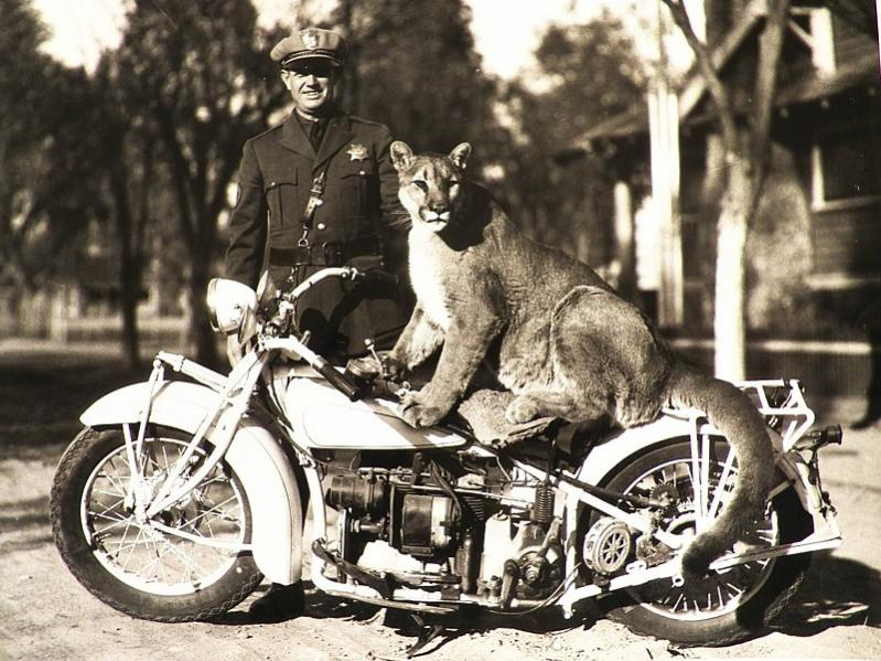 Name:  cougarbike.jpg
Views: 2334
Size:  96.5 KB