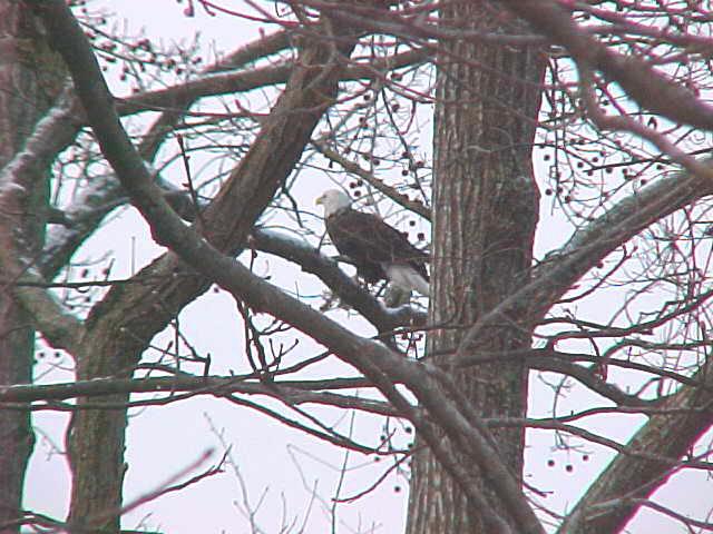 Name:  Farnum's Eagles 4.jpg
Views: 3422
Size:  66.6 KB
