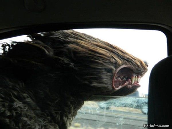 Name:  Please_Go_Faster.jpg
Views: 1058
Size:  31.7 KB