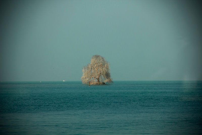 Name:  tree_.jpg
Views: 426
Size:  71.8 KB