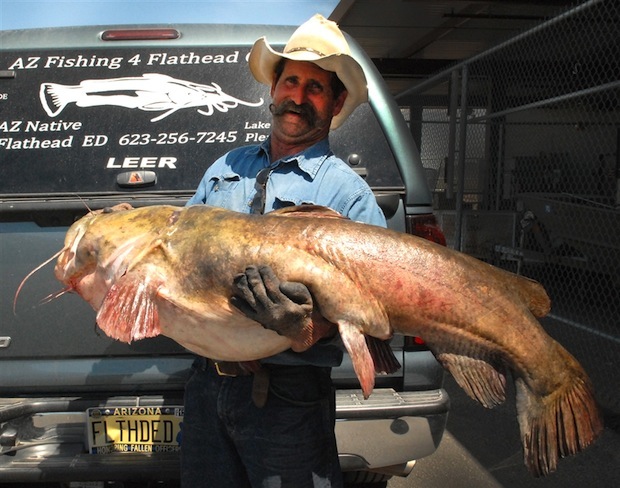 Name:  arizona-catfish 76-52 535 345.jpg
Views: 2479
Size:  111.0 KB