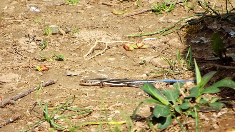 Name:  Skippy The Skink 2.jpg
Views: 558
Size:  91.7 KB