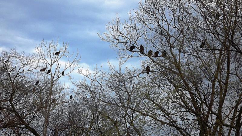 Name:  Buzzards.jpg
Views: 540
Size:  110.2 KB