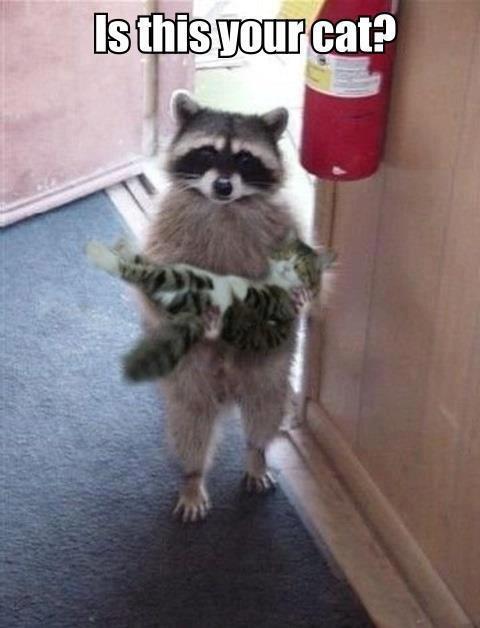 Name:  cooncat.jpg
Views: 805
Size:  35.1 KB