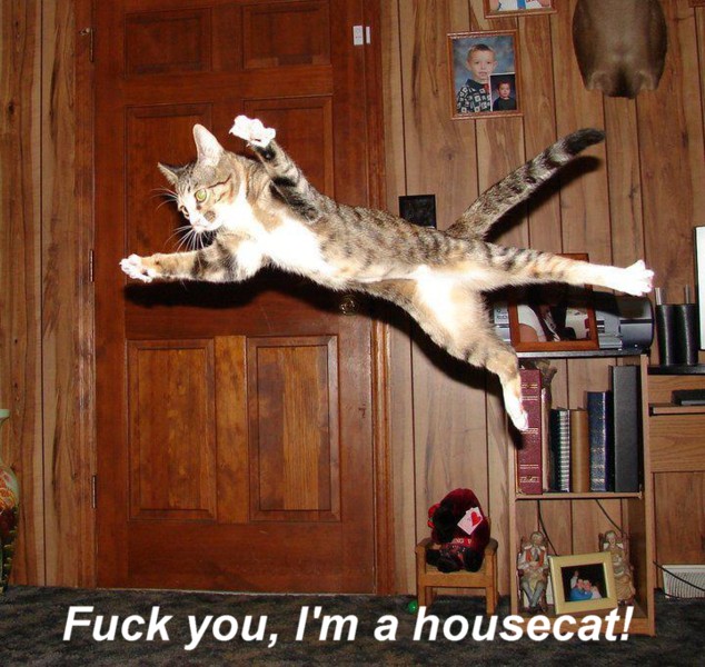 Name:  cat.jpg
Views: 719
Size:  113.2 KB