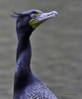 Name:  corm41_protan.jpg
Views: 920
Size:  1.5 KB