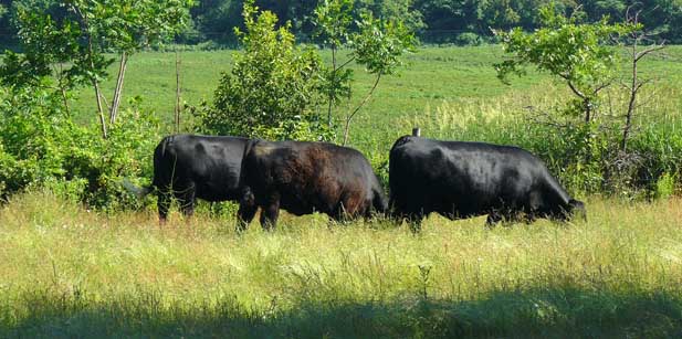 Name:  moo3.jpg
Views: 479
Size:  64.2 KB