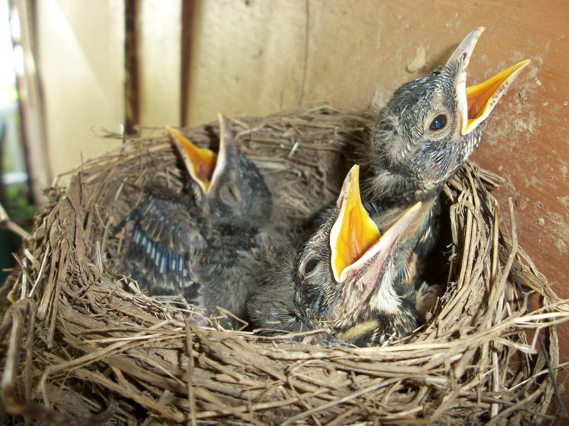 Name:  Feed Me & Me & Me.jpg
Views: 245
Size:  166.3 KB