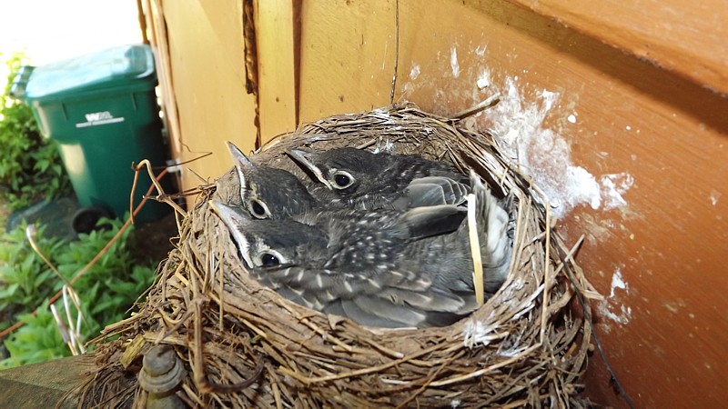 Name:  DSCF4722a.jpg
Views: 239
Size:  154.7 KB