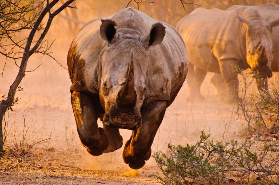 Name:  Rhino.jpg
Views: 1365
Size:  108.7 KB