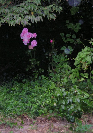 Name:  Roses.jpg
Views: 238
Size:  75.7 KB